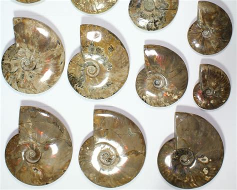 small ammonite fossil for sale